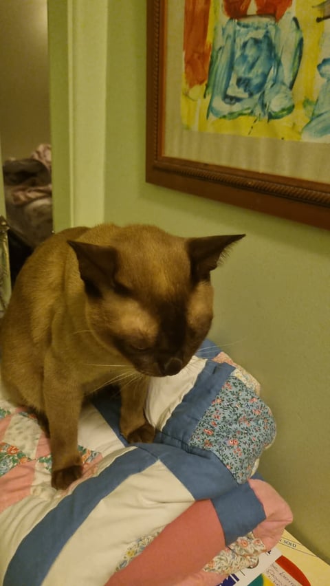 Chocolate burmese 