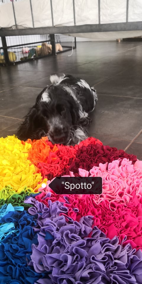 TOBLEROAN COCKER SPANIEL PUPPY