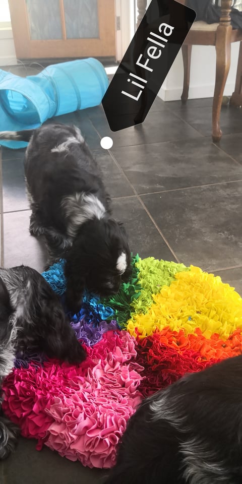 TOBLEROAN COCKER SPANIEL PUPPY