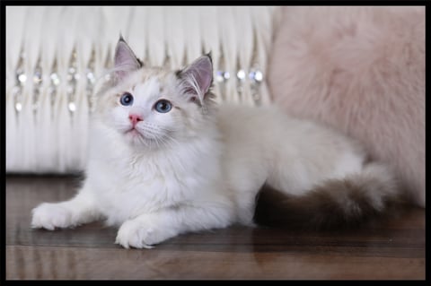 Angel - Pedigree Ragdoll Kitten