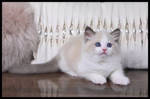 Cozmo, Blue Tabby Bicolour- Ragdoll Kitten