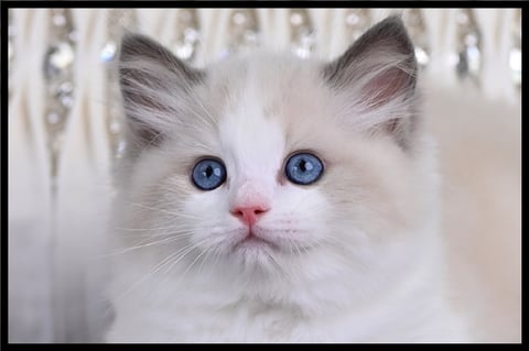 Cozmo, Blue Tabby Bicolour - Ragdoll Kitten