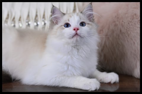 Angel- Pedigree Ragdoll Kitten