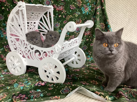 Blue british kittens Cattuna Cattery 