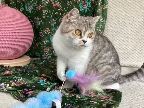 Cattuna British Cattery shorthair by Nat