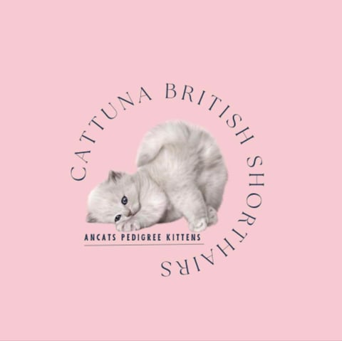 CATTUNA BRITISH SHORT HAIR KITTENS 