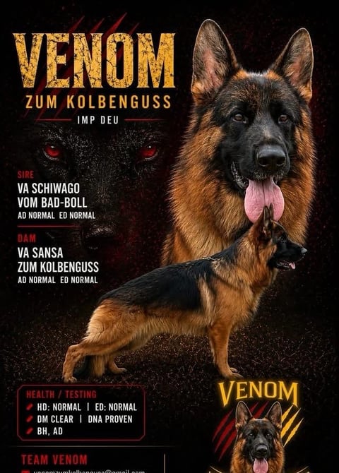 Venom
