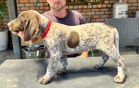 Ticked male red collar 