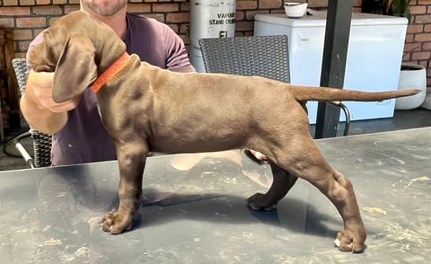 Liver Male orange collar 