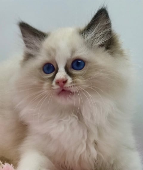 Emzdollz Asher Seal Bicolour boy