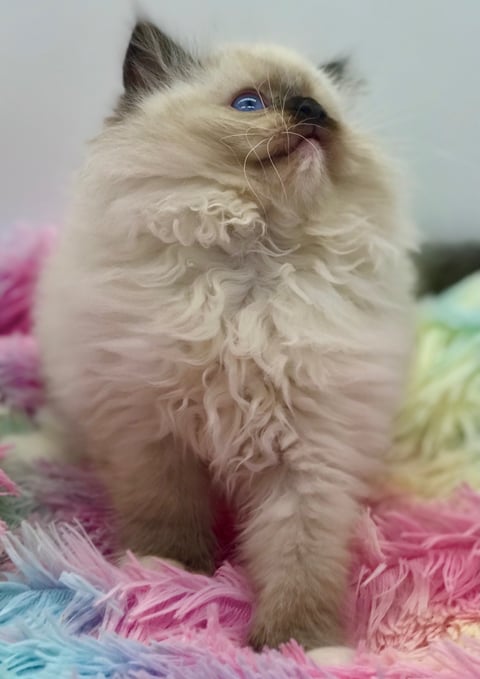 Emzdollz Arlo Seal Mitted boy