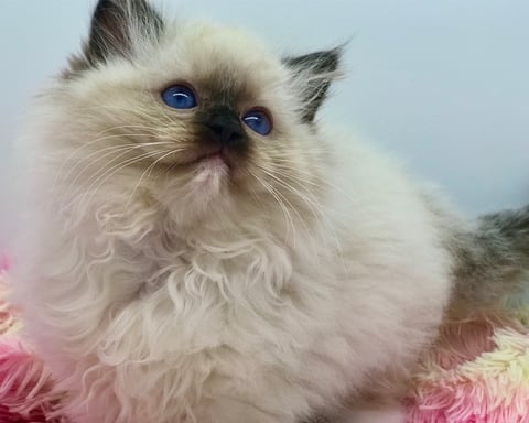 Emzdollz Arlo Seal Mitted boy
