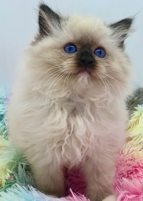 Emzdollz Arlo Seal Mitted boy