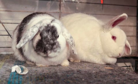 Ariel & Aurora - Dwarf Lop Bunnies for Adoption