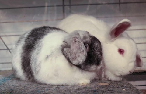 Ariel & Aurora - Dwarf Lop Rabbits for Adoption