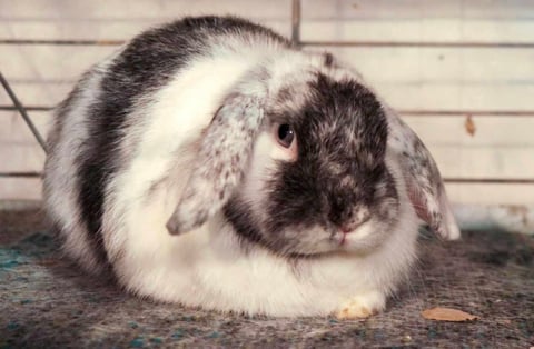 Ariel - Dwarf Lop Rabbit for Adoption