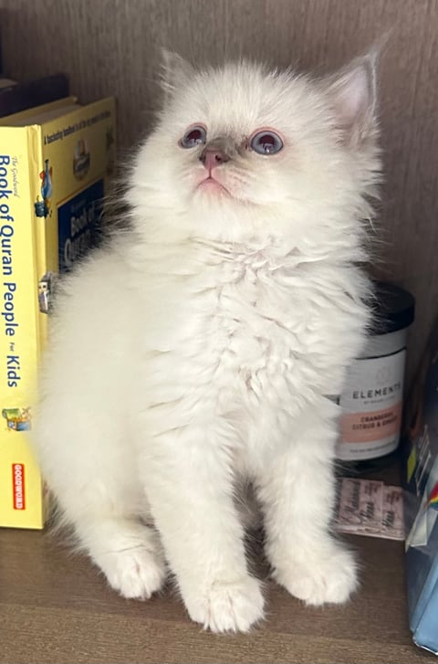 Lilac Mitted Boy