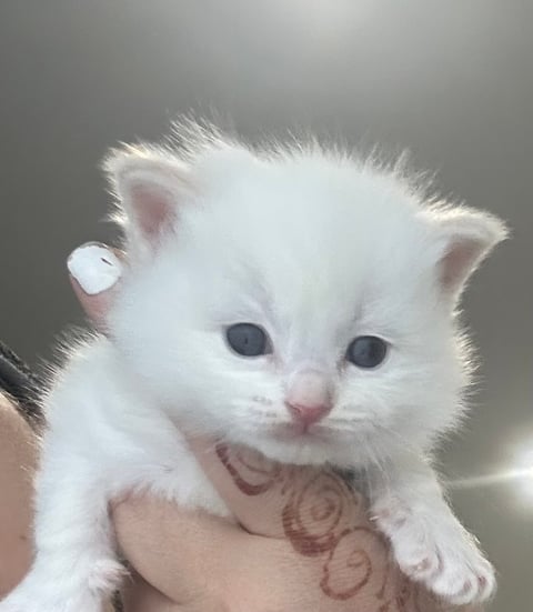 Cream boy