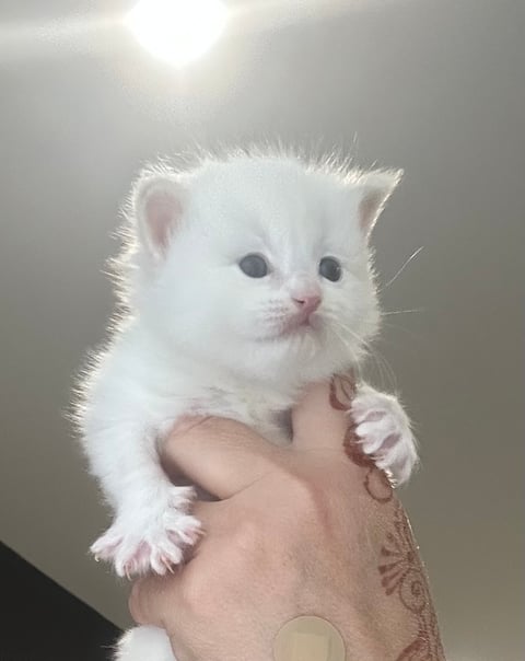 Cream boy