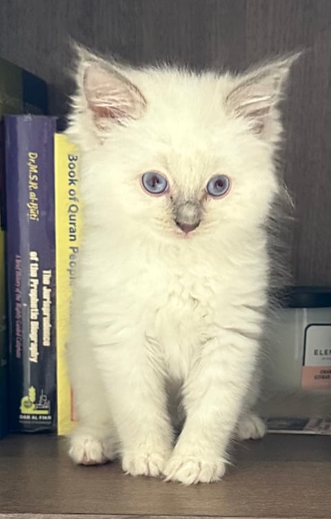 Lilac Mitted Boy