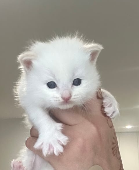 Cream boy