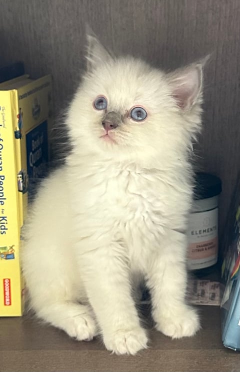 Lilac Mitted Boy