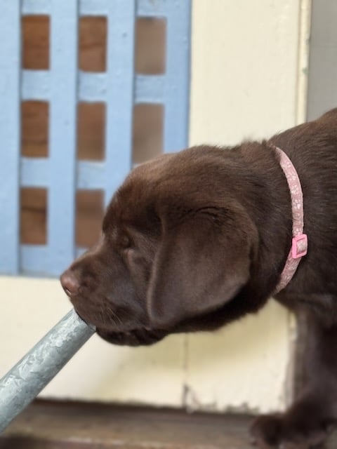 Miss PINK_sniffing adventure_12/04/24
