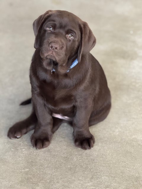 Mr Grey Speckle_14/9/2025