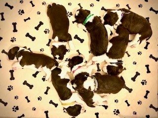 Essquire English Springer Spaniel Pups