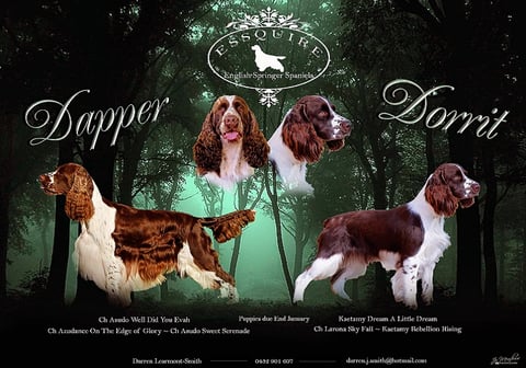 Essquire English Springer Spaniels