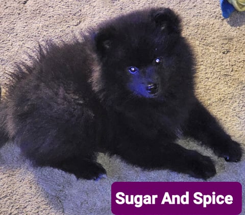 Will look like this at 8 weeks old - German Spitz 