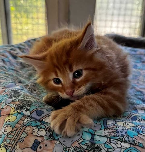 SIGMUND - Borealis Norwegian Forest Kitten