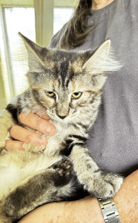 MALINA - Norwegian Forest Kitten