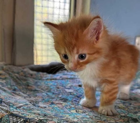 SVENN - Borealis Norwegian Forest Kitten