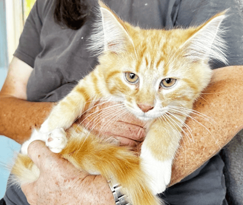 MARIUS - Norwegian Forest Kitten