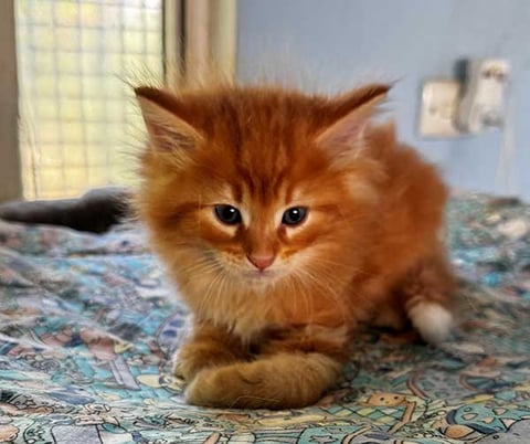 SKOLL - Borealis Norwegian Forest Kitten