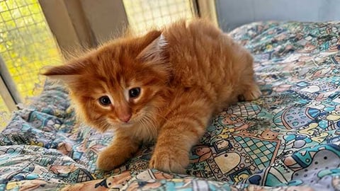 ROSSETTI -  Borealis Norwegian Forest Cats