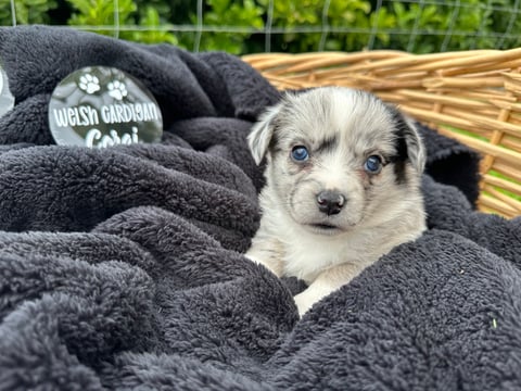 Tiny Tina (previous litter), Blue Merle