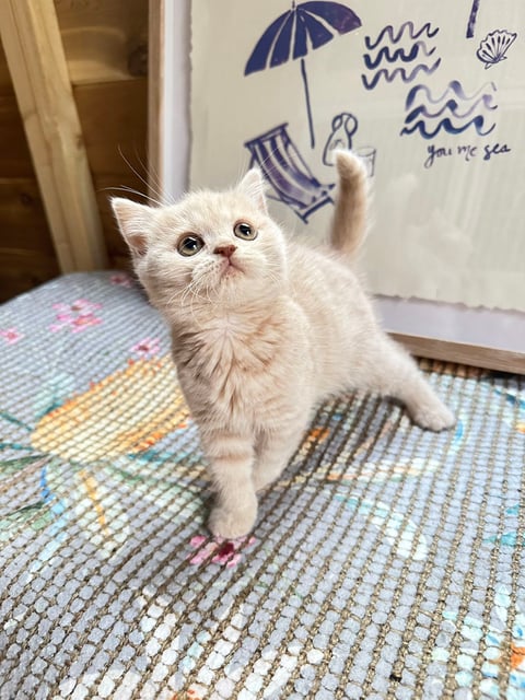 British Shorthair Kitten Available