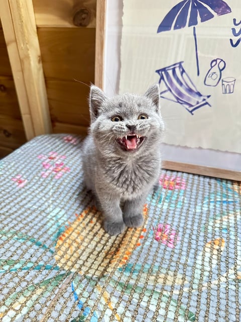 British Shorthair Kitten Available