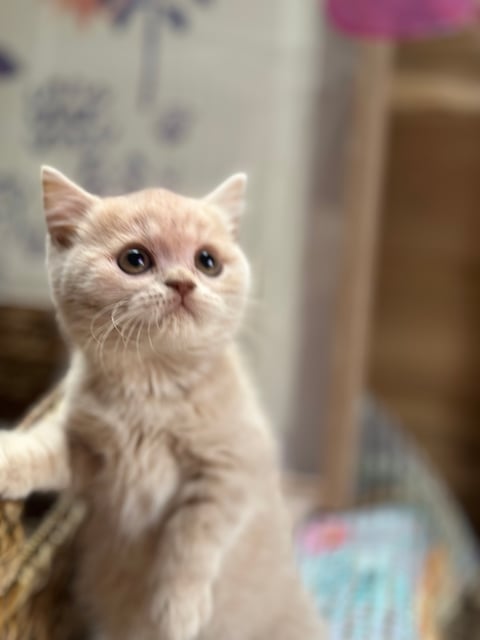 British Shorthair Kitten 