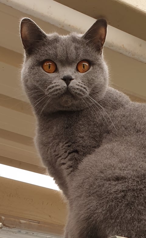 Blue British Shorthair female Available