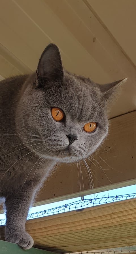 Blue British Shorthair female Available