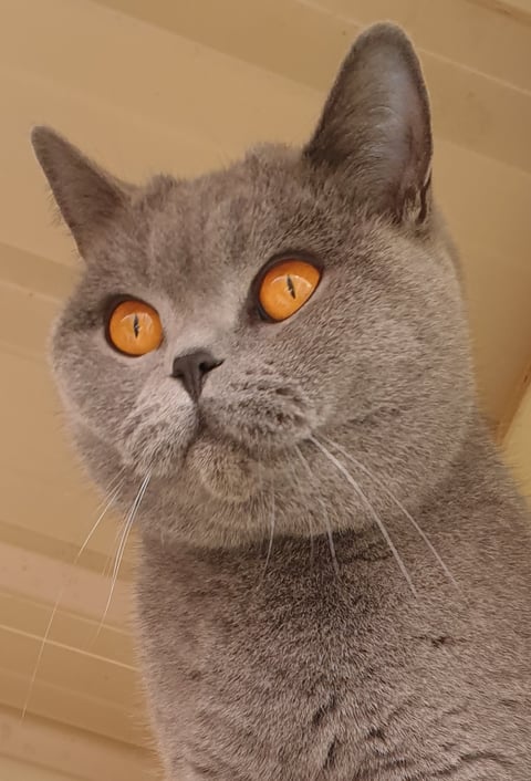 Ancroft British Shorthairs