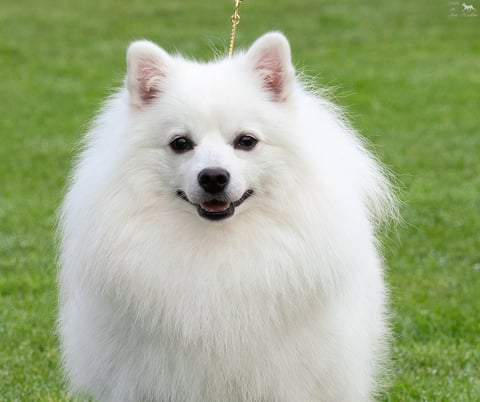 PERFEKTION GERMAN SPITZ - Adelaide, SA