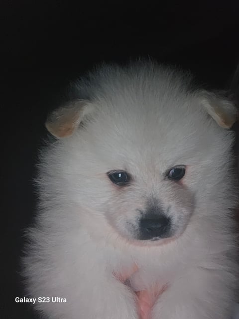 German spitz puppy