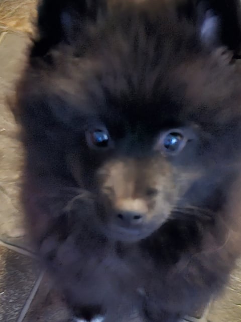 German spitz puppies