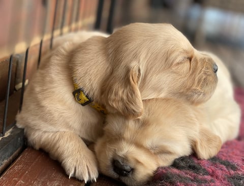 JOKALA Golden Retriever Puppies