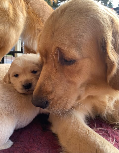JOKALA Golden Retrievers