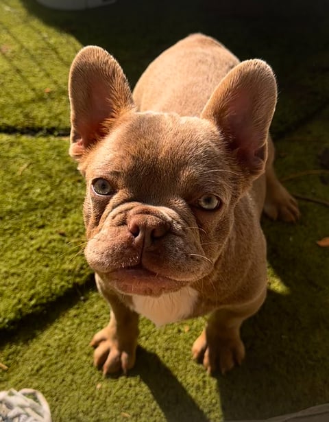 Jenone French Bulldog Pup - Melbourne, VIC